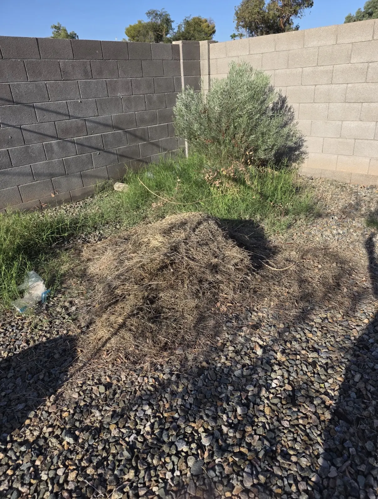Overgrown weeds and yard waste cleared from an Arizona backyard
